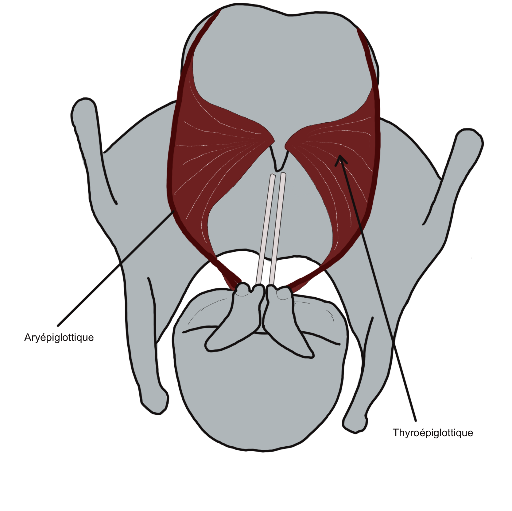 Aryepiglottic sphincter